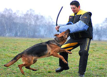 Border Collie Köpek Eğitimi